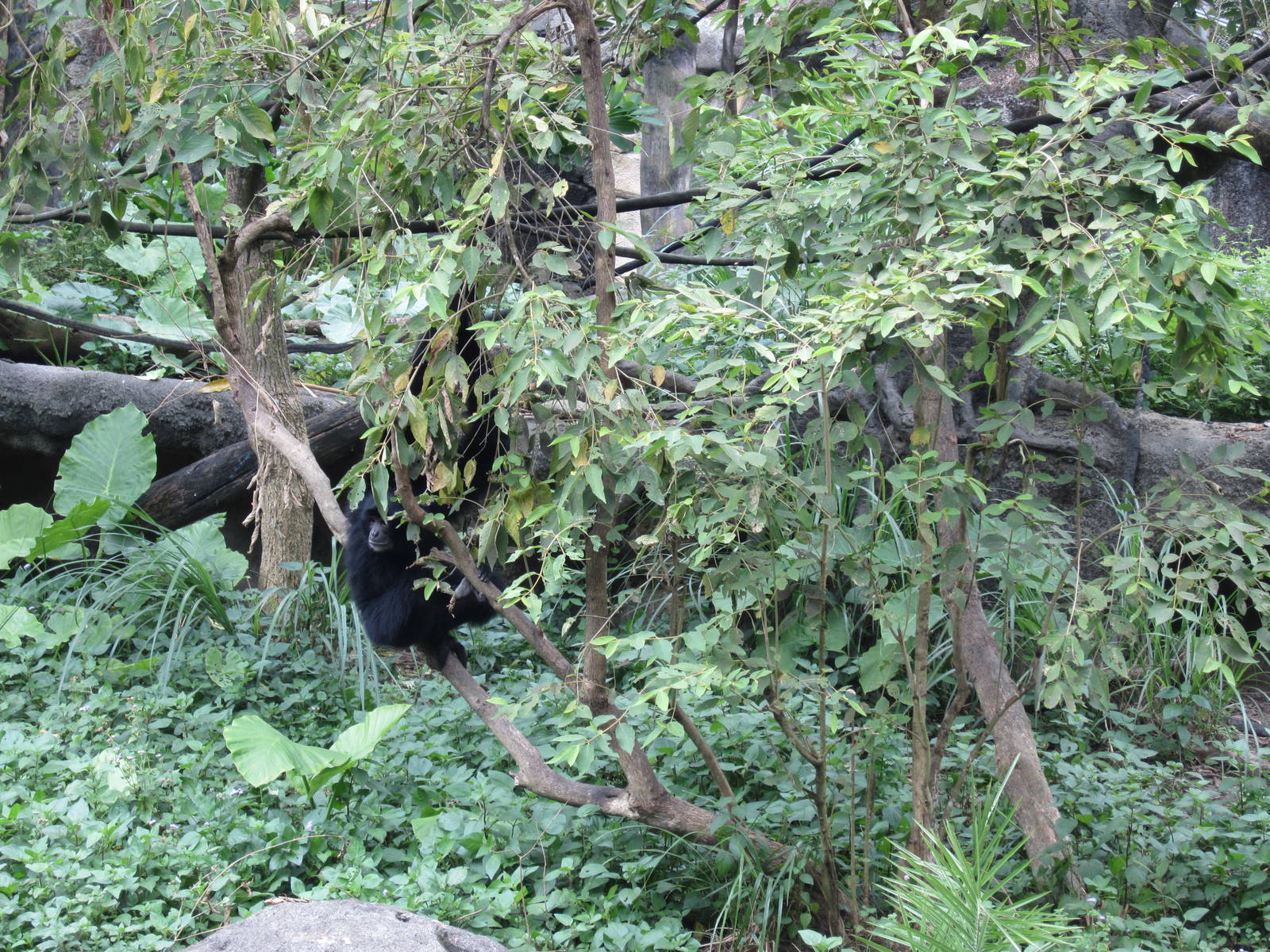 Siamang exhibit