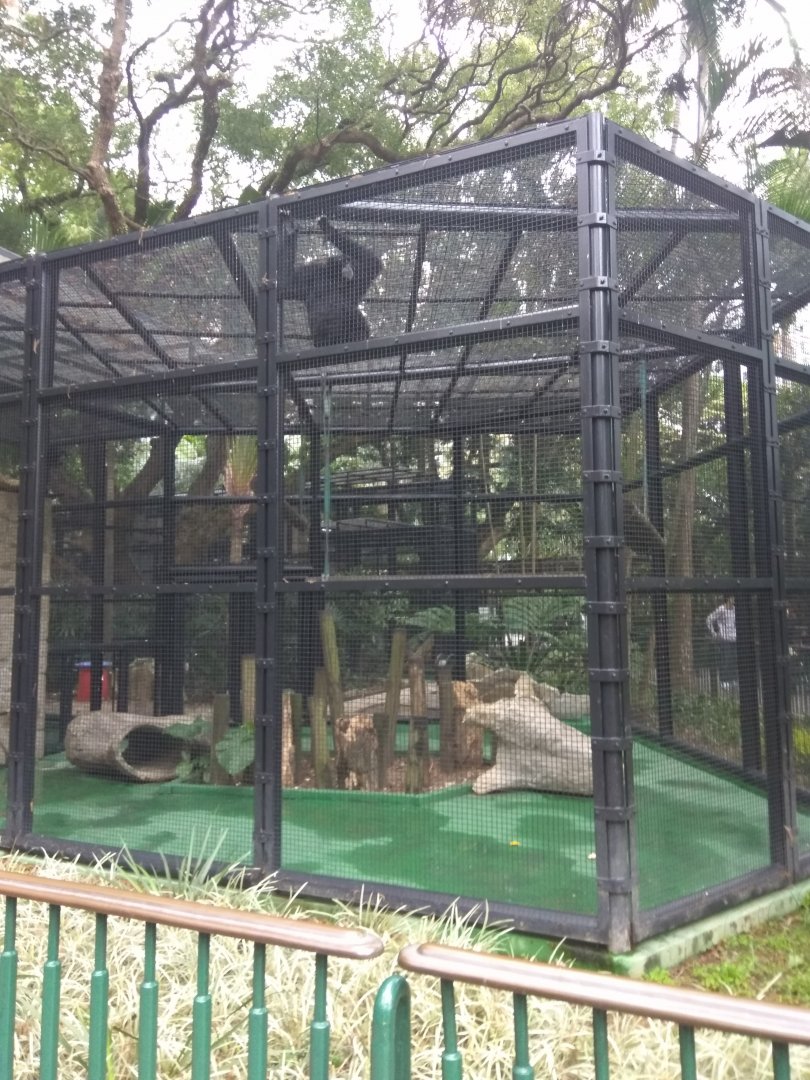 Siamang exhibit