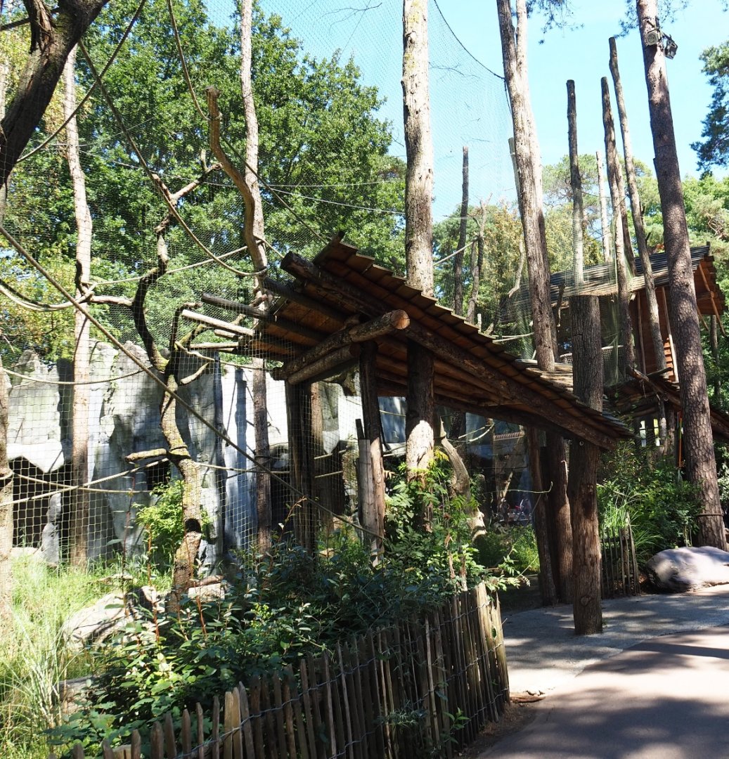 Siamang exhibit