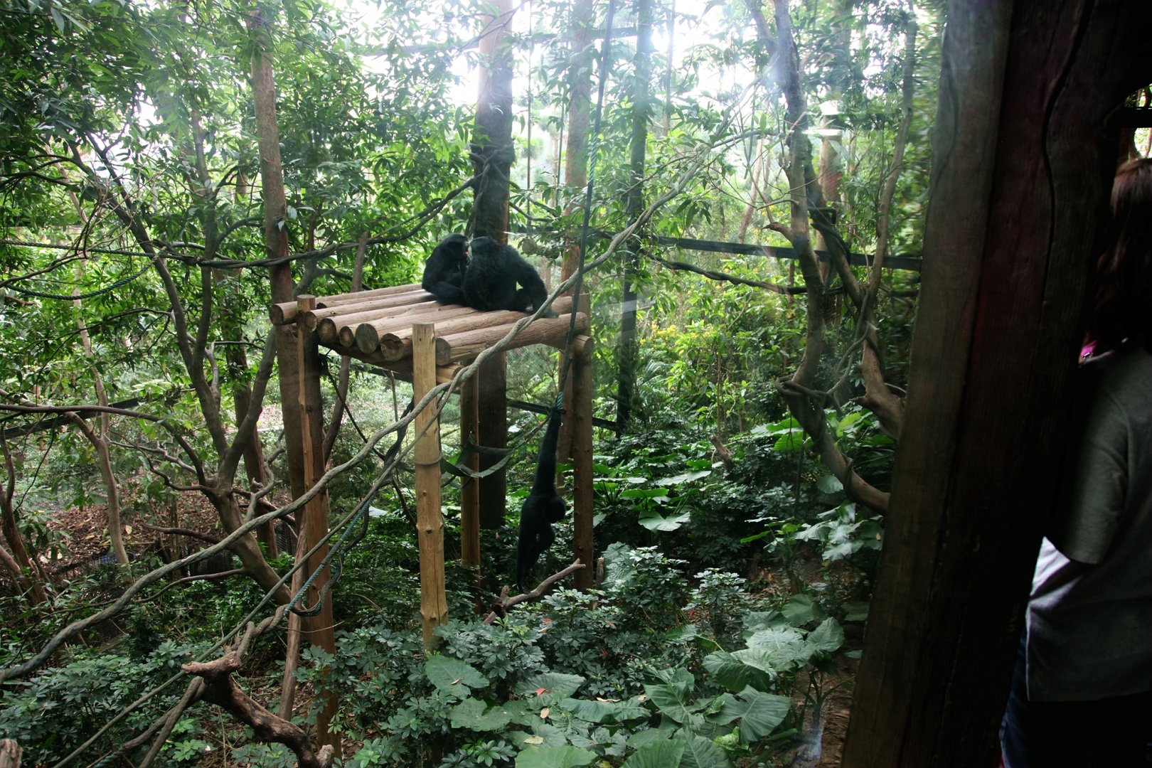 Siamang exhibit