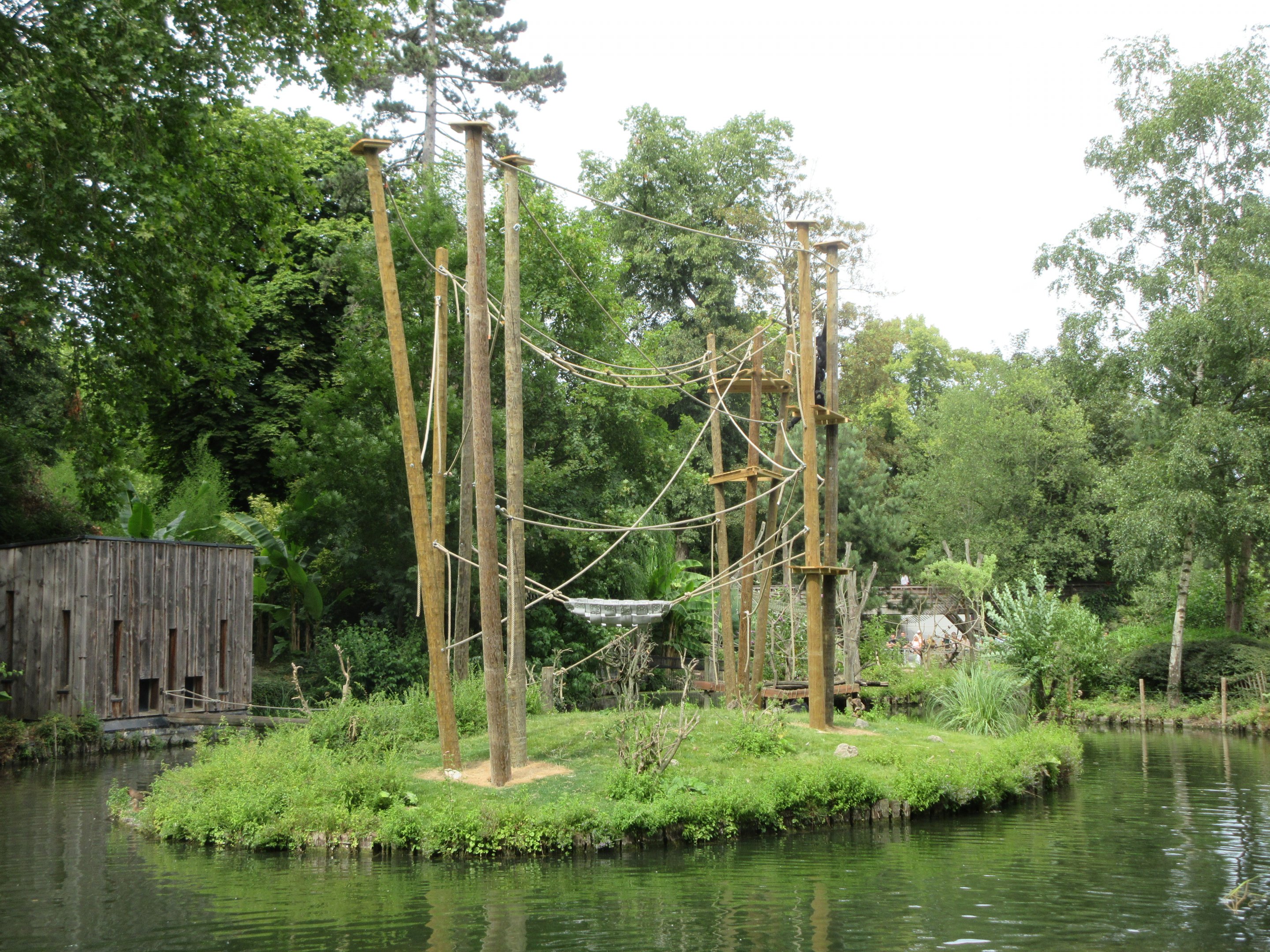 Siamang Exhibit