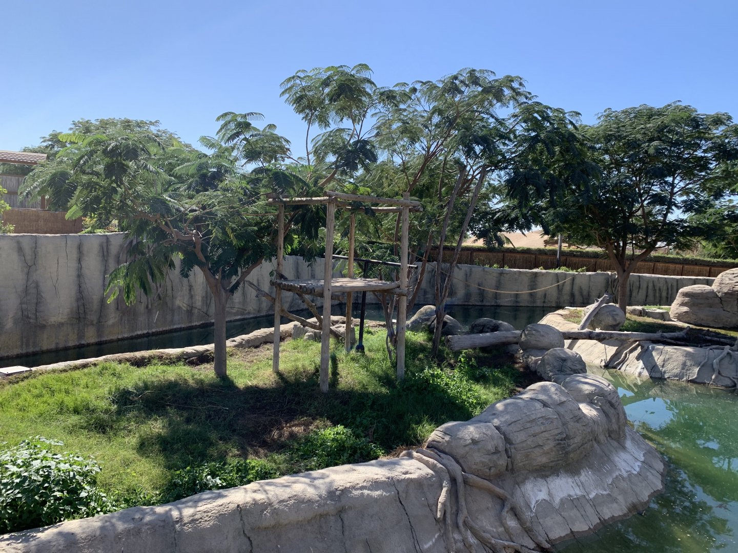 Siamang exhibit