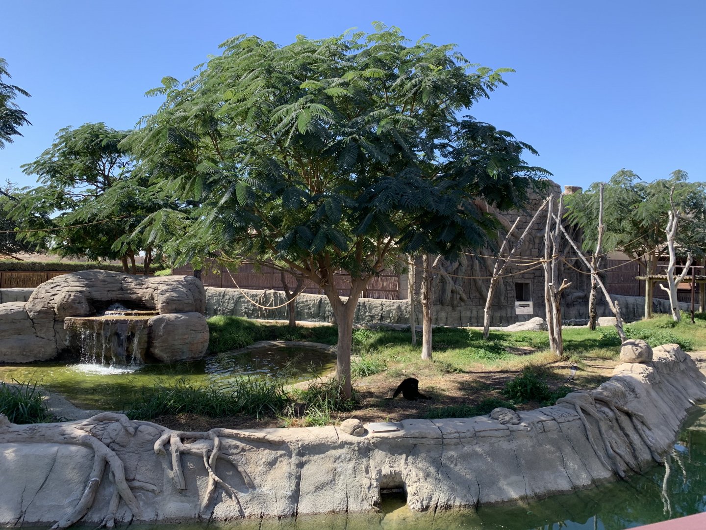 Siamang exhibit