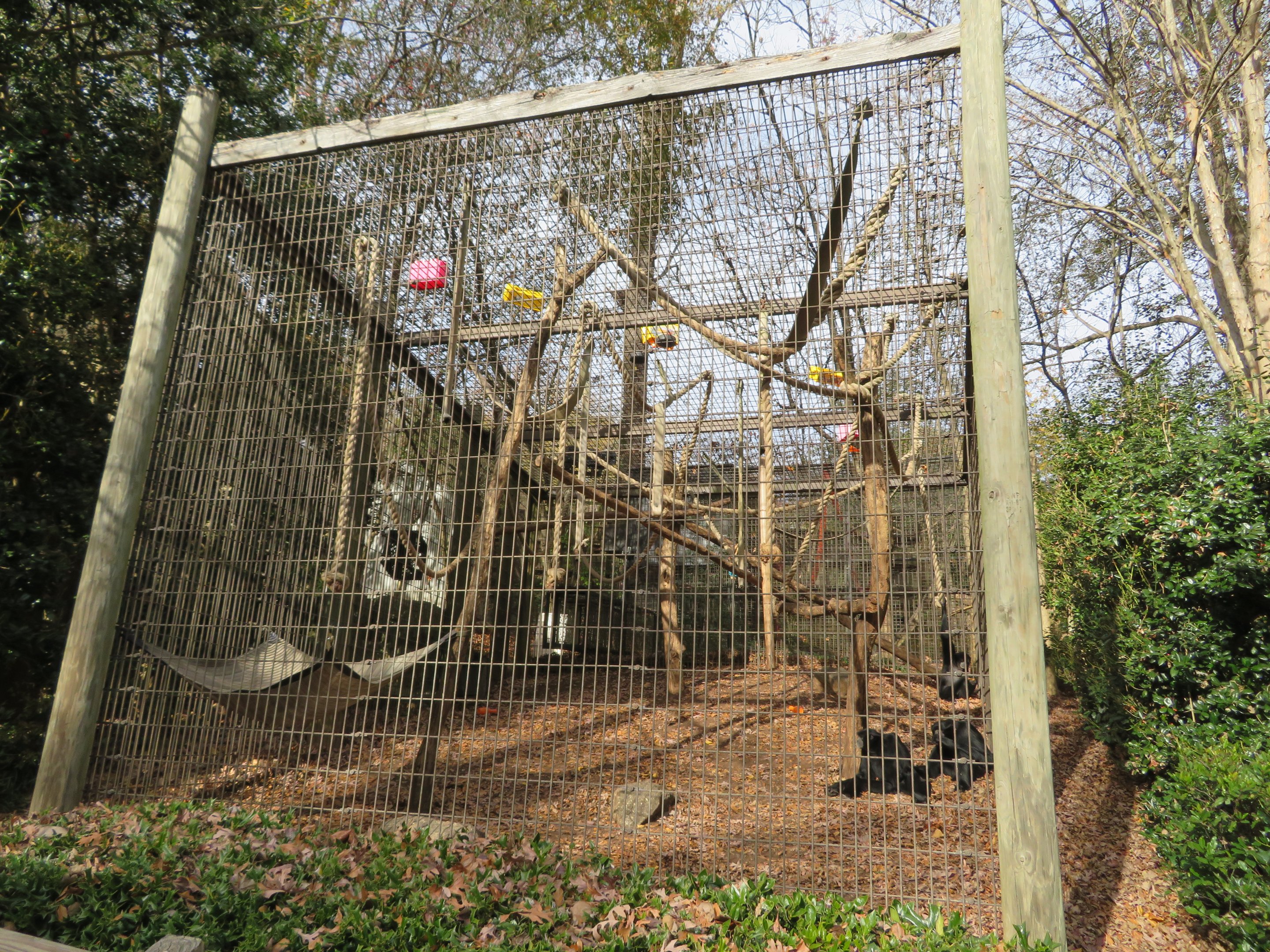Siamang Exhibit