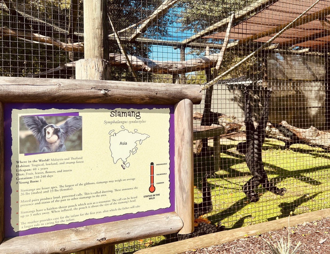 Siamang Exhibit