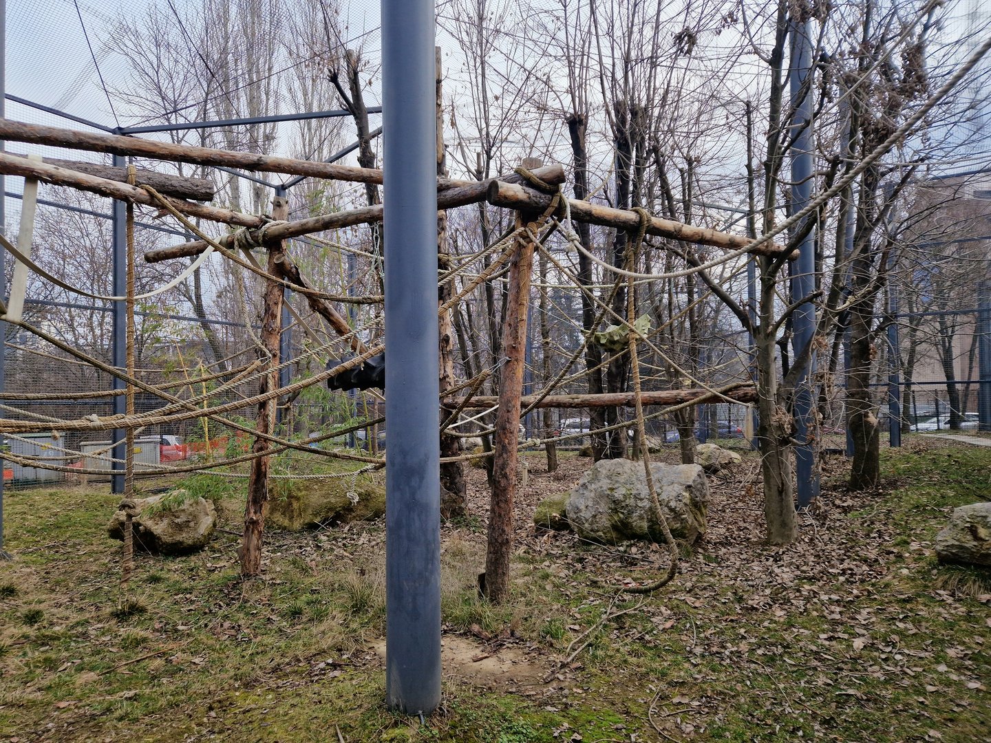 Siamang exhibit