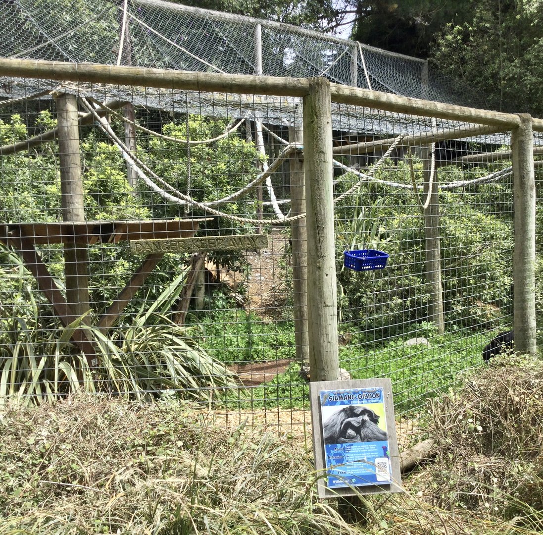 Siamang Exhibit