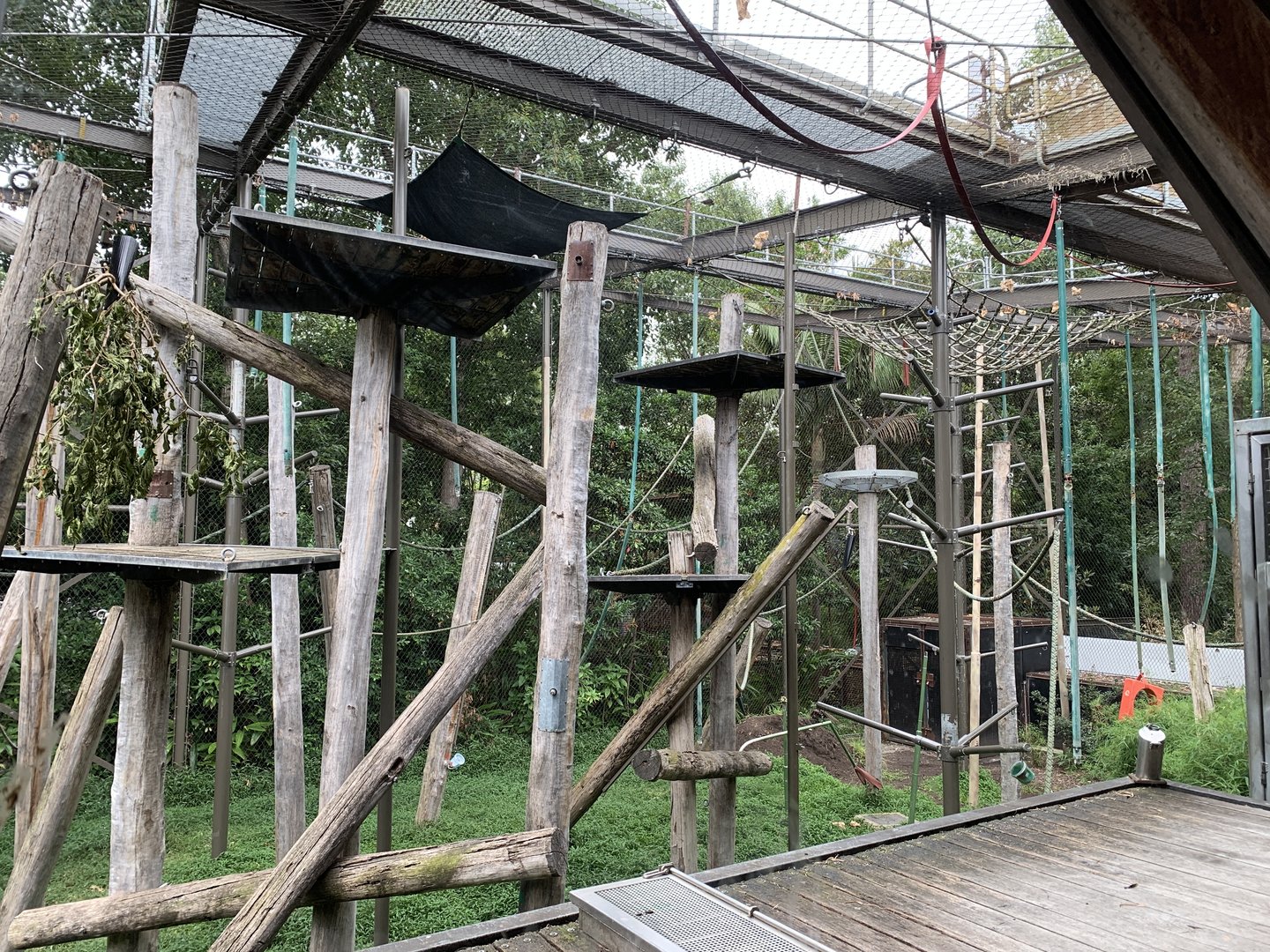 Siamang Exhibit