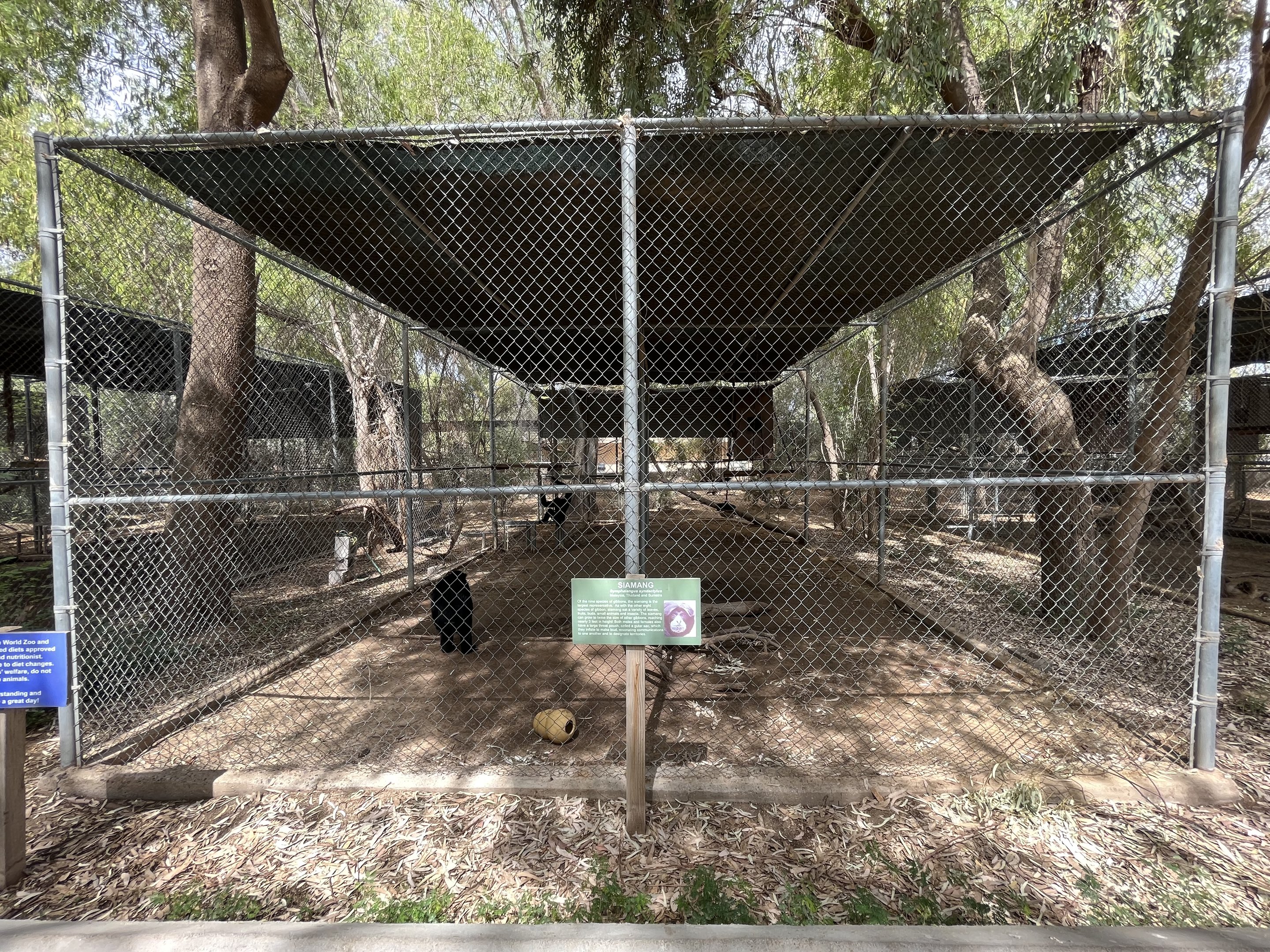 Siamang Exhibit