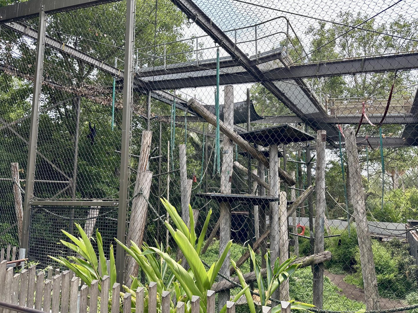 Siamang Exhibit