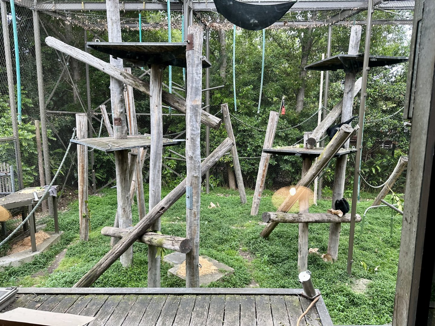 Siamang Exhibit