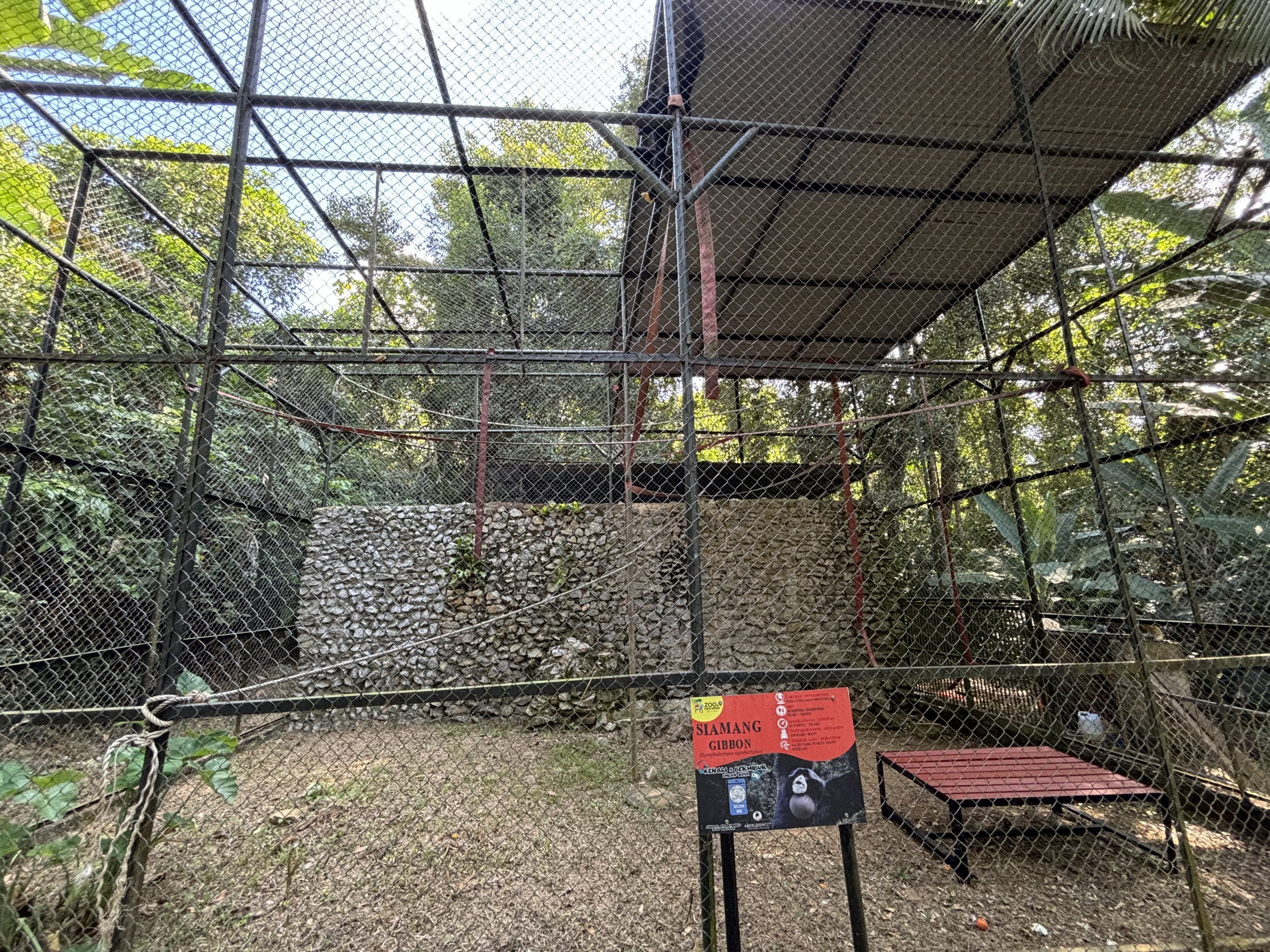 Siamang Exhibit