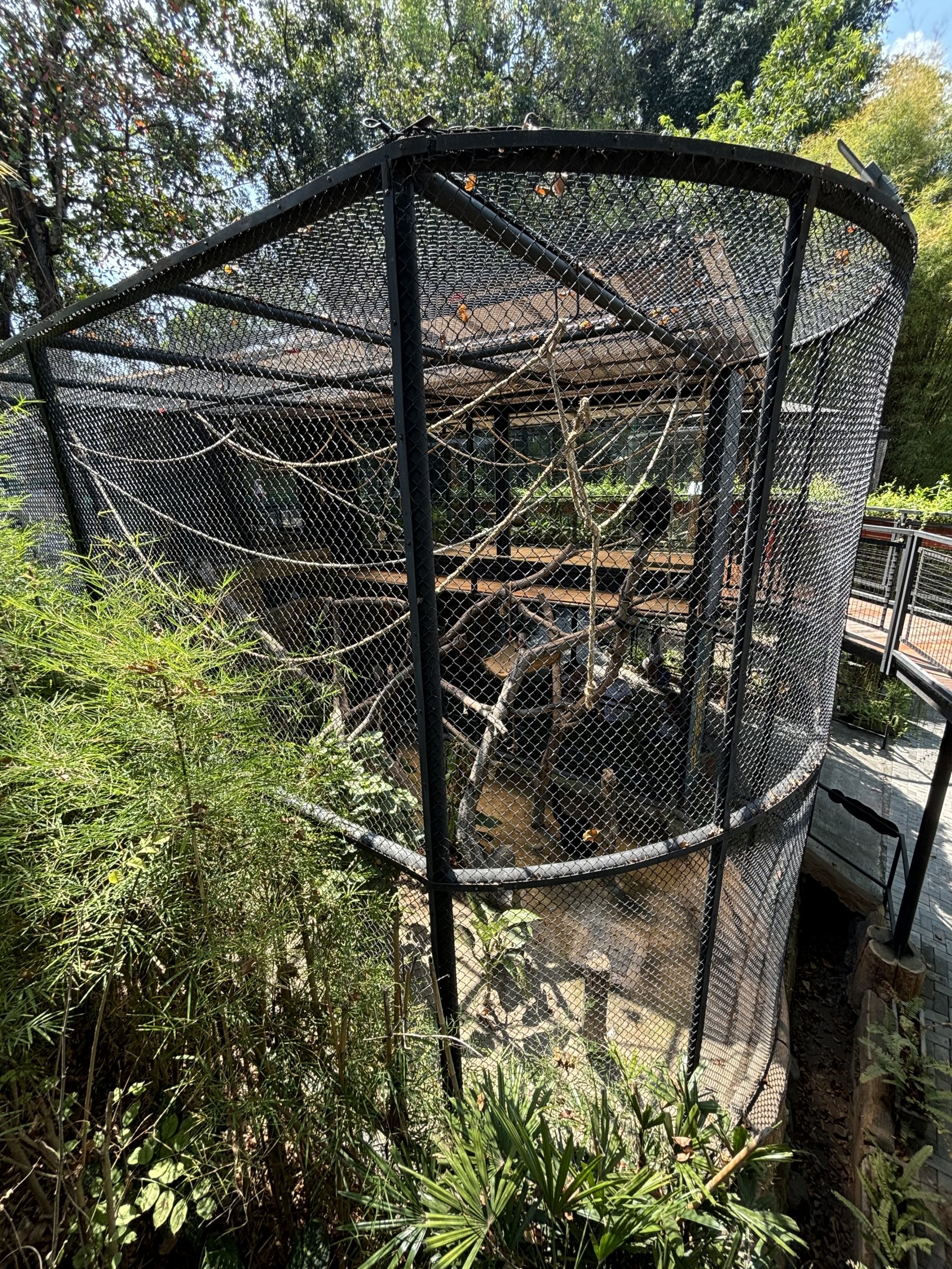 Siamang Exhibit