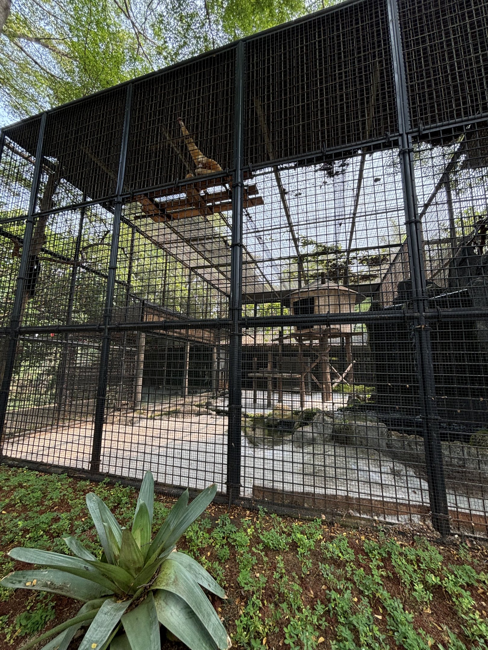 Siamang Exhibit