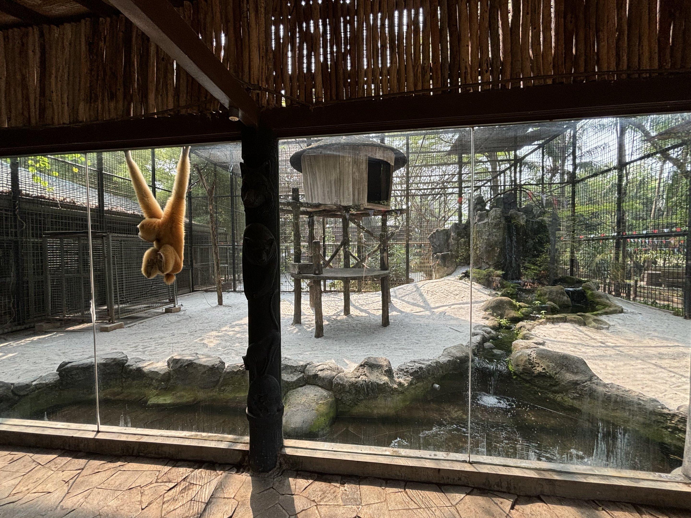 Siamang Exhibit