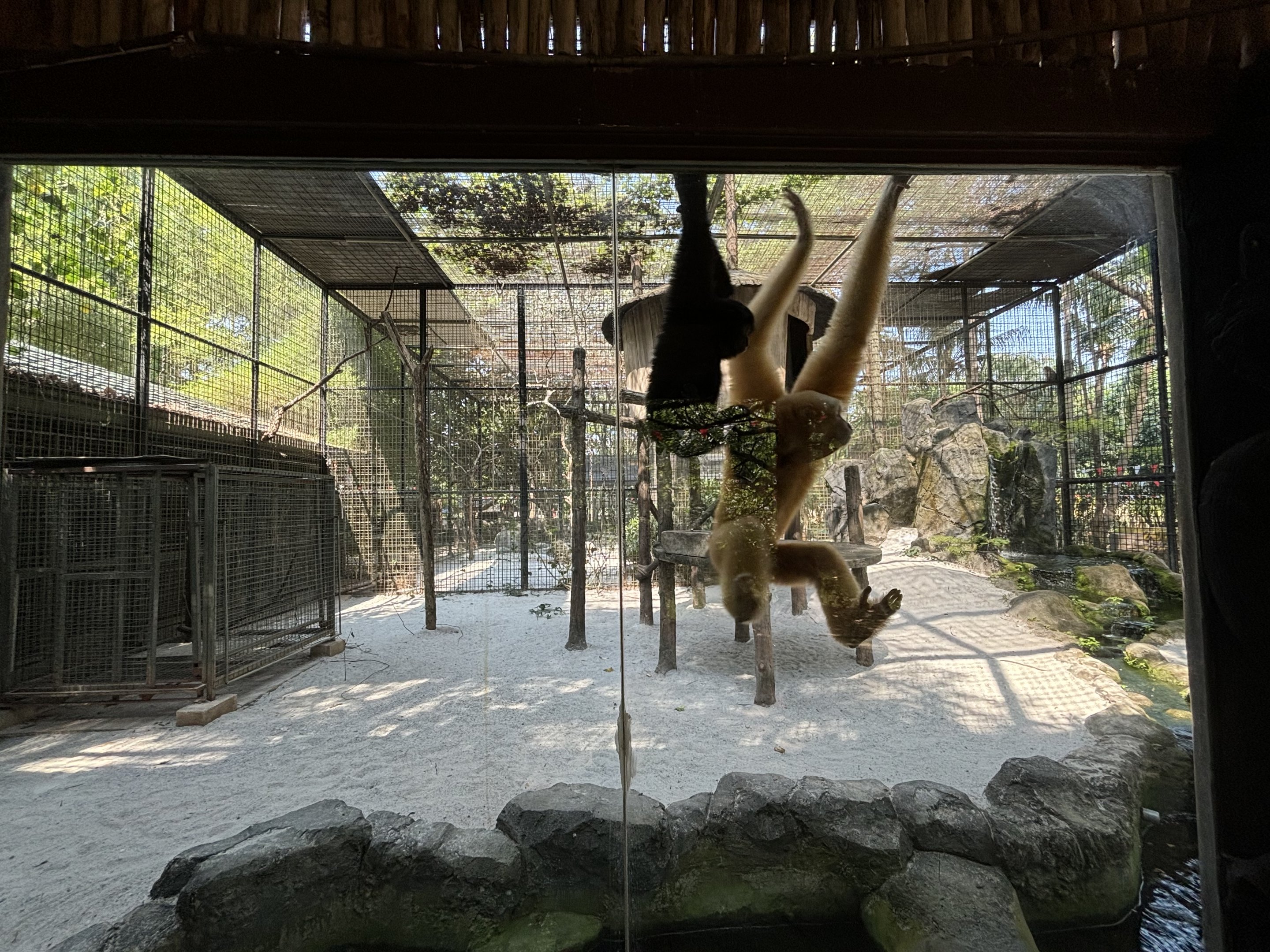 Siamang Exhibit