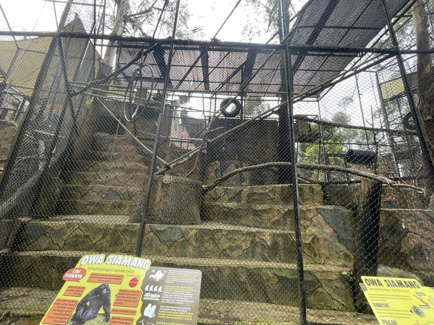 siamang exhibit