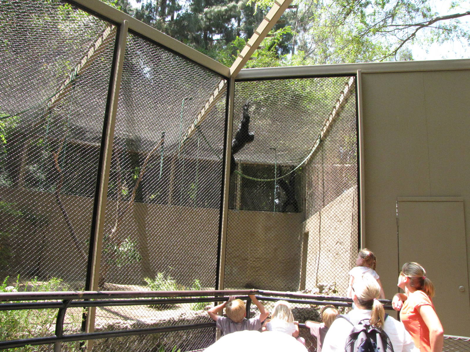 Siamang Exhibit