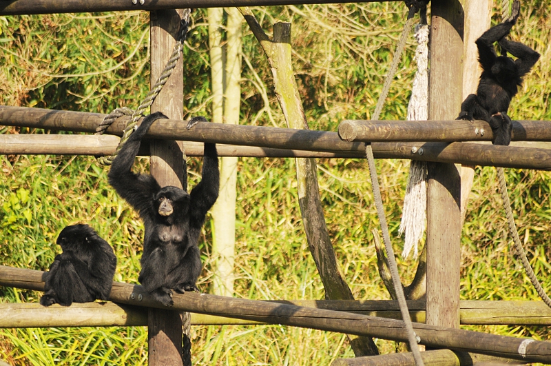 Siamang family at Dortmund