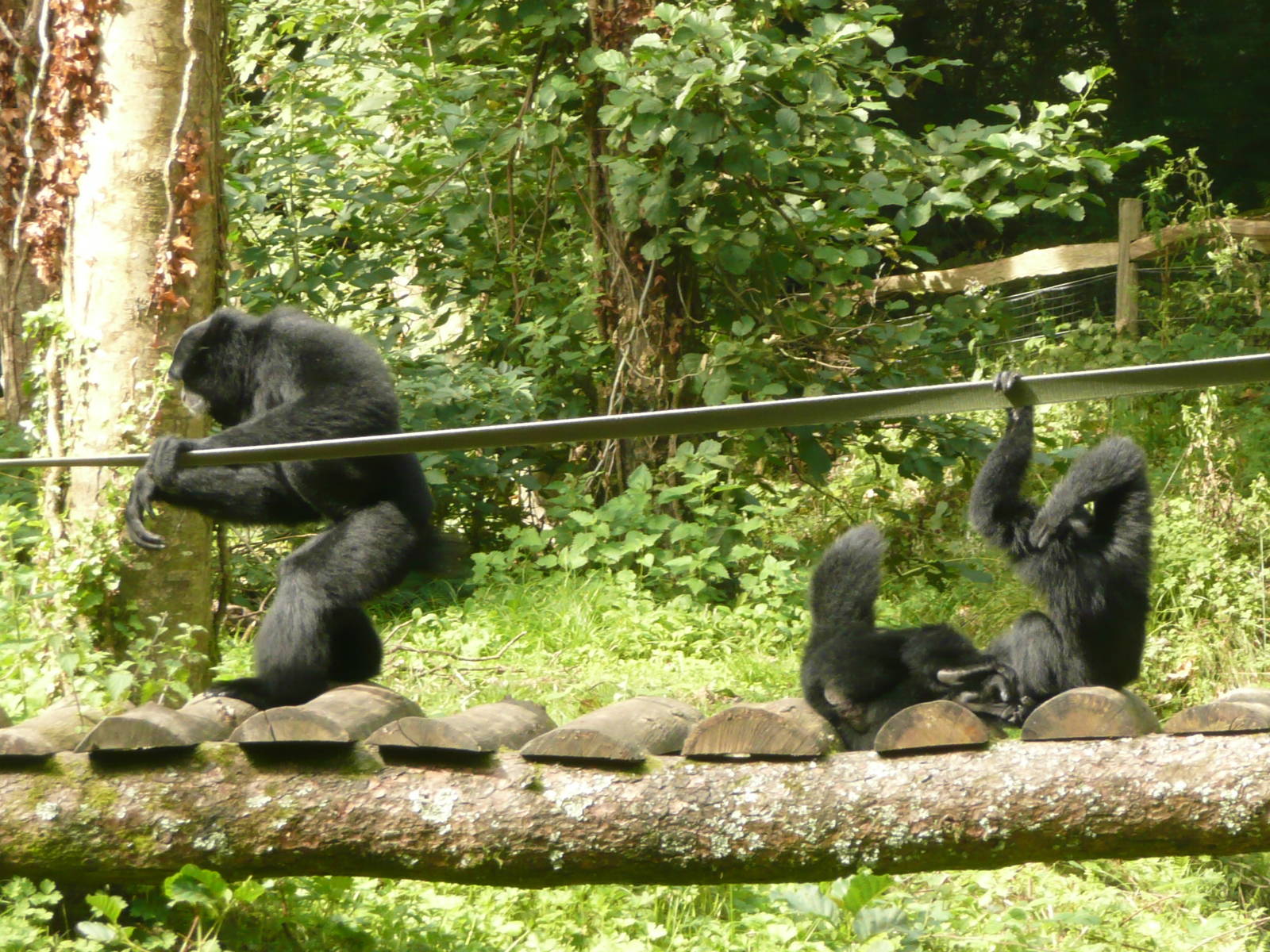 Siamang family on bridge to island