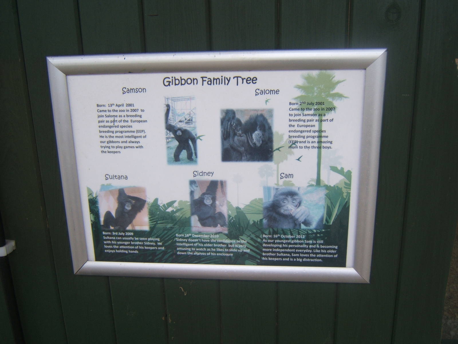 Siamang family tree