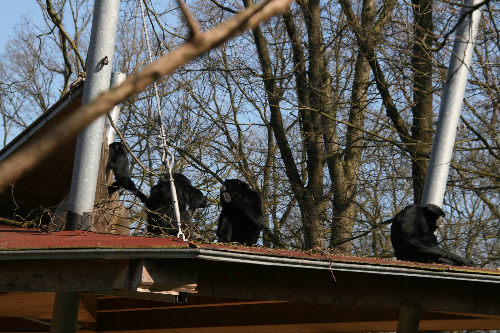 Siamang family