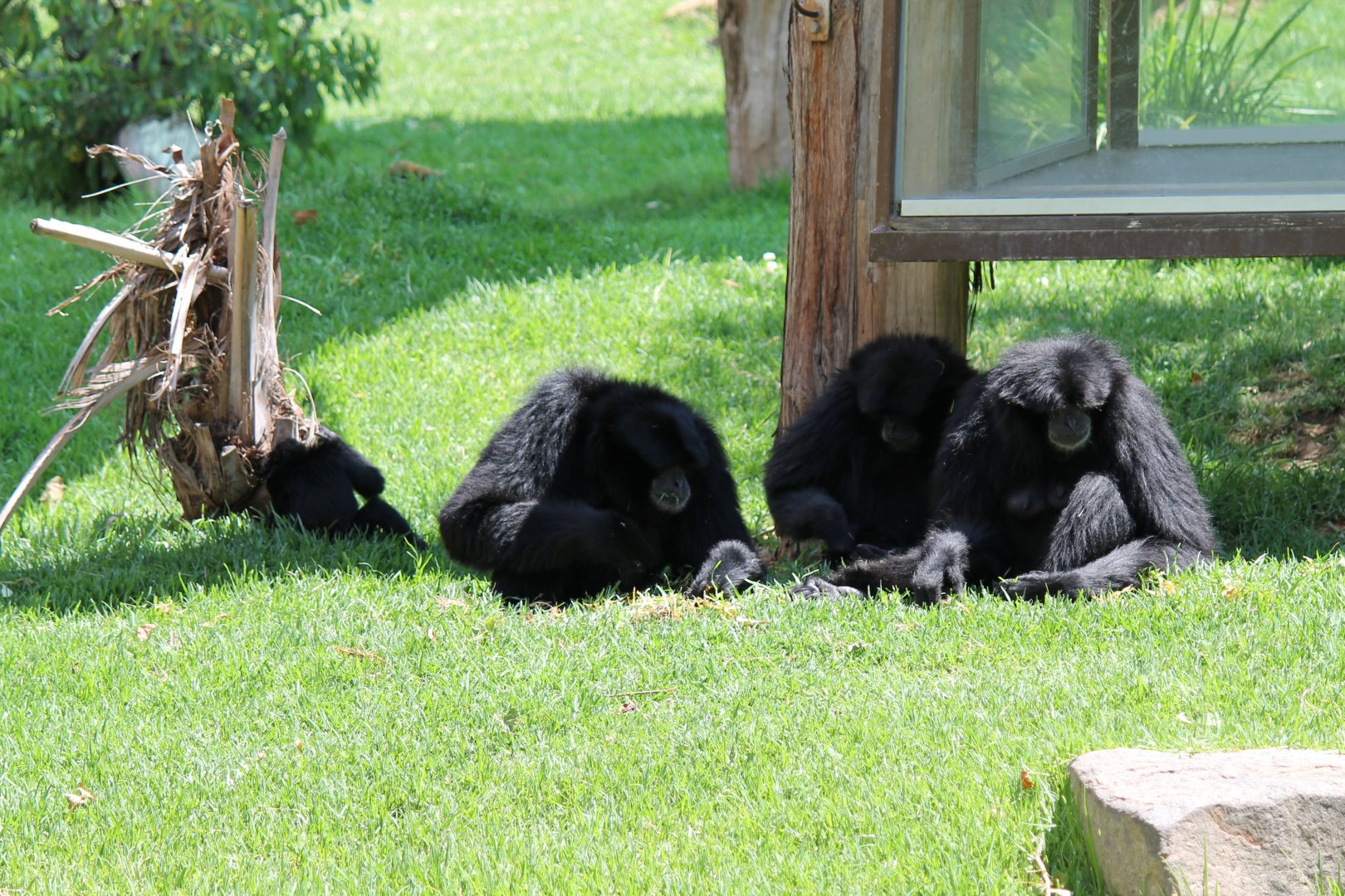 Siamang Family