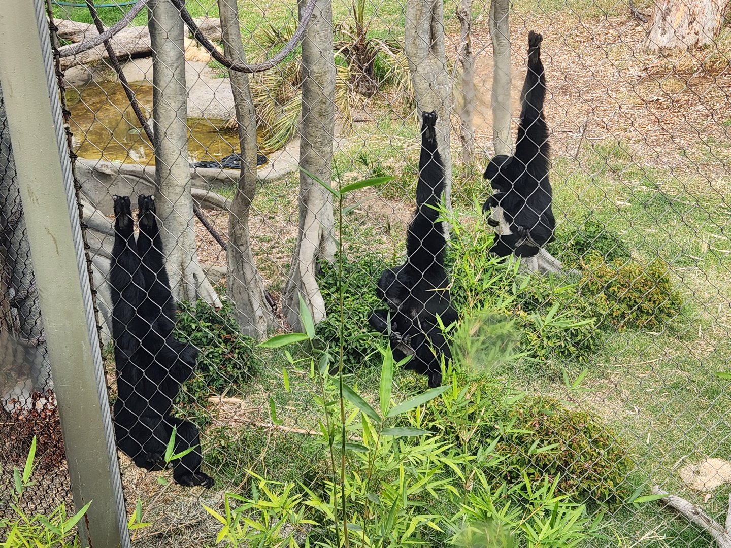 Siamang family