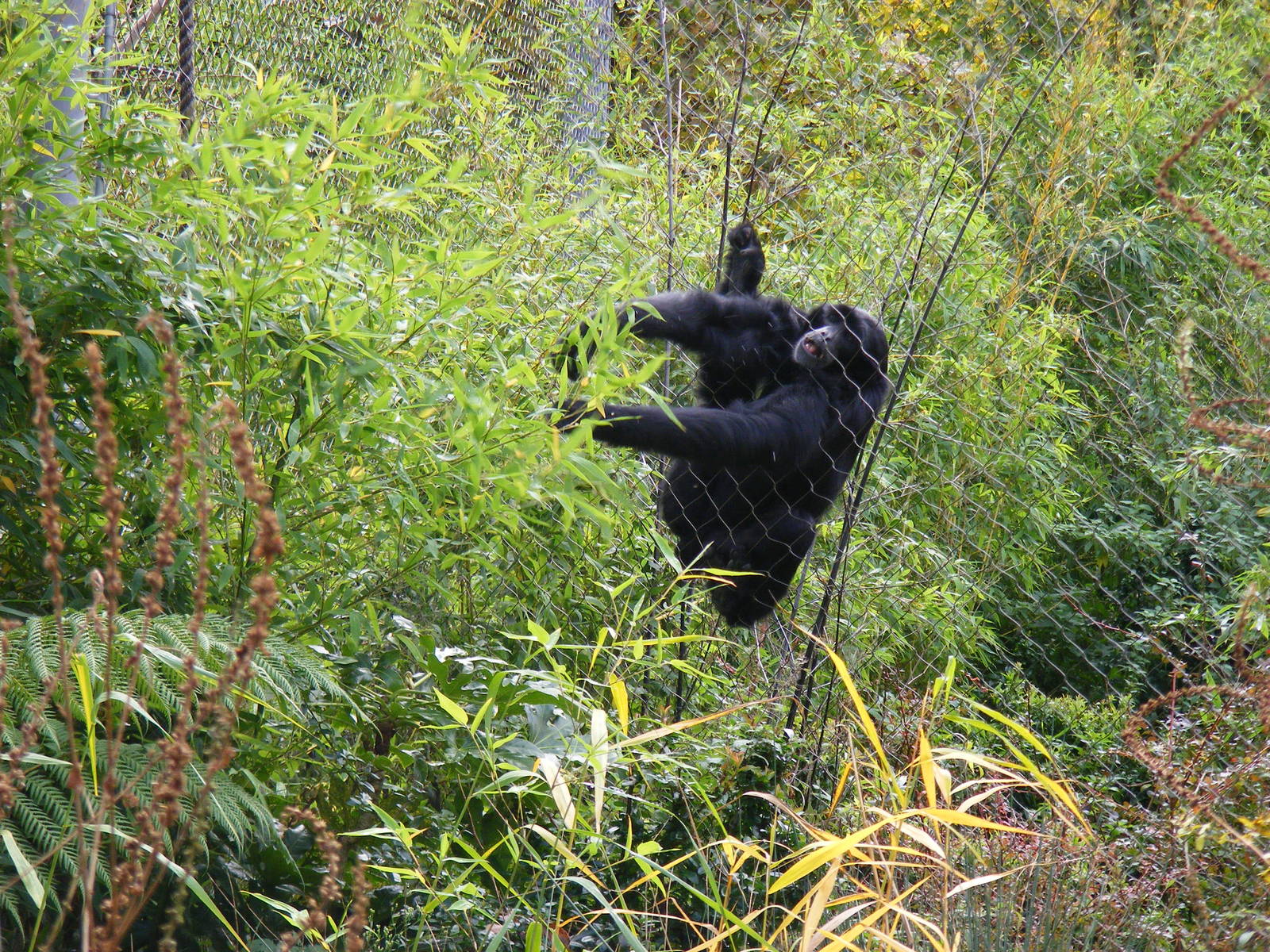Siamang gibbon at Marwell Wildlife, 30 October 2010
