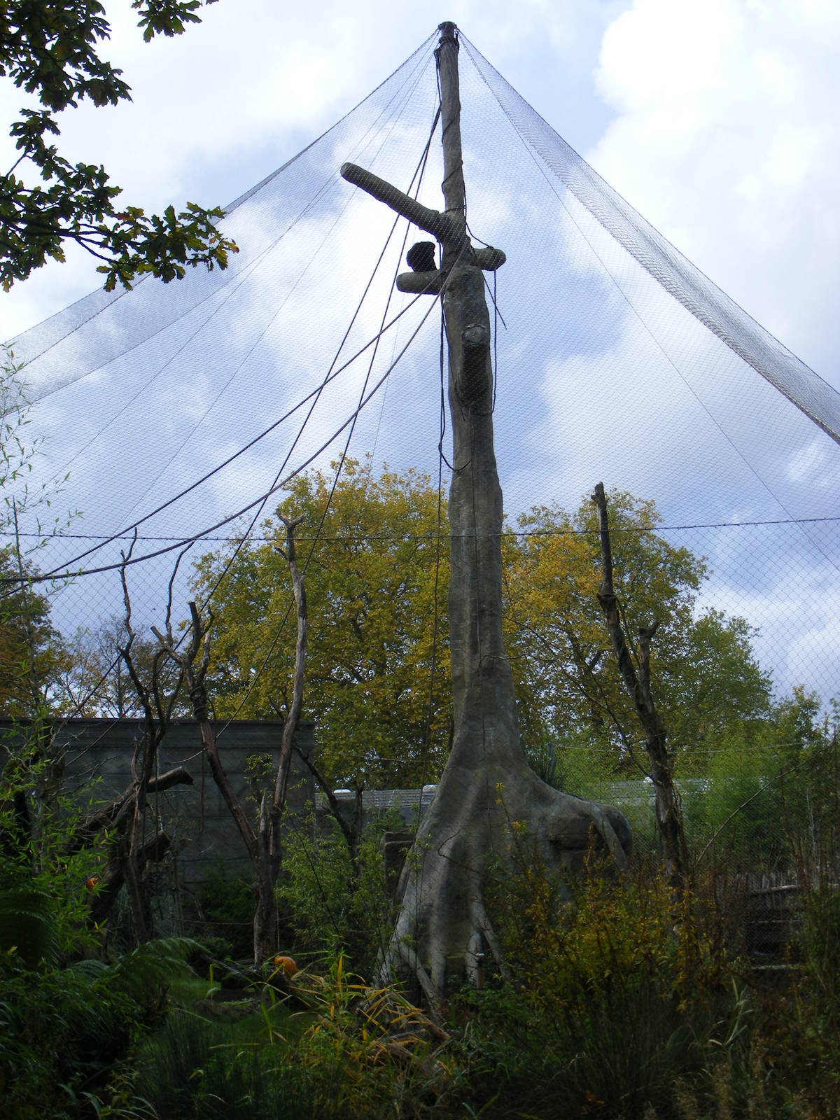 Siamang gibbon at Marwell Wildlife, 30 October 2010