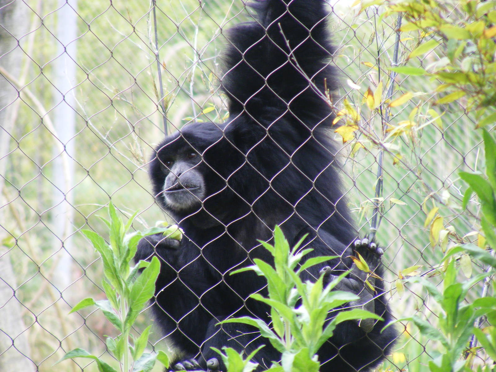 Siamang gibbon at Marwell Wildlife, 31 May 2010