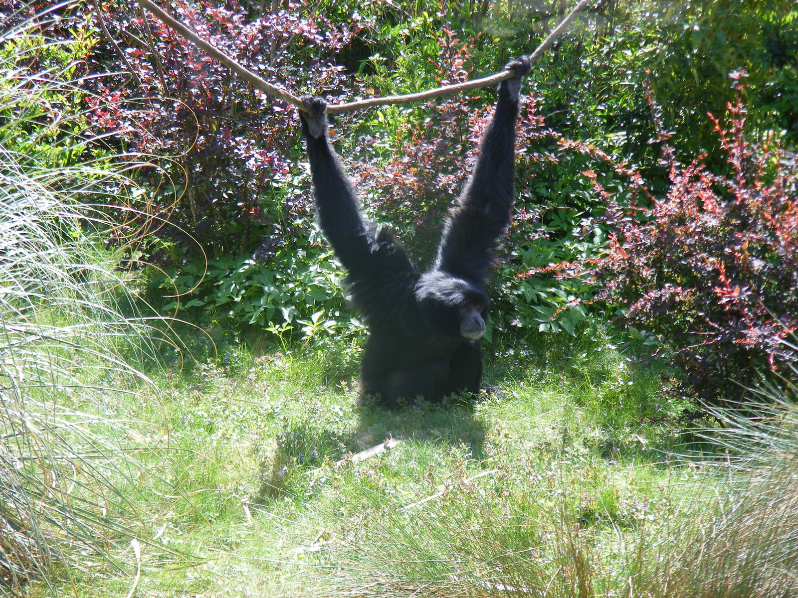 Siamang gibbon at Marwell Wildlife, 8 May 2011