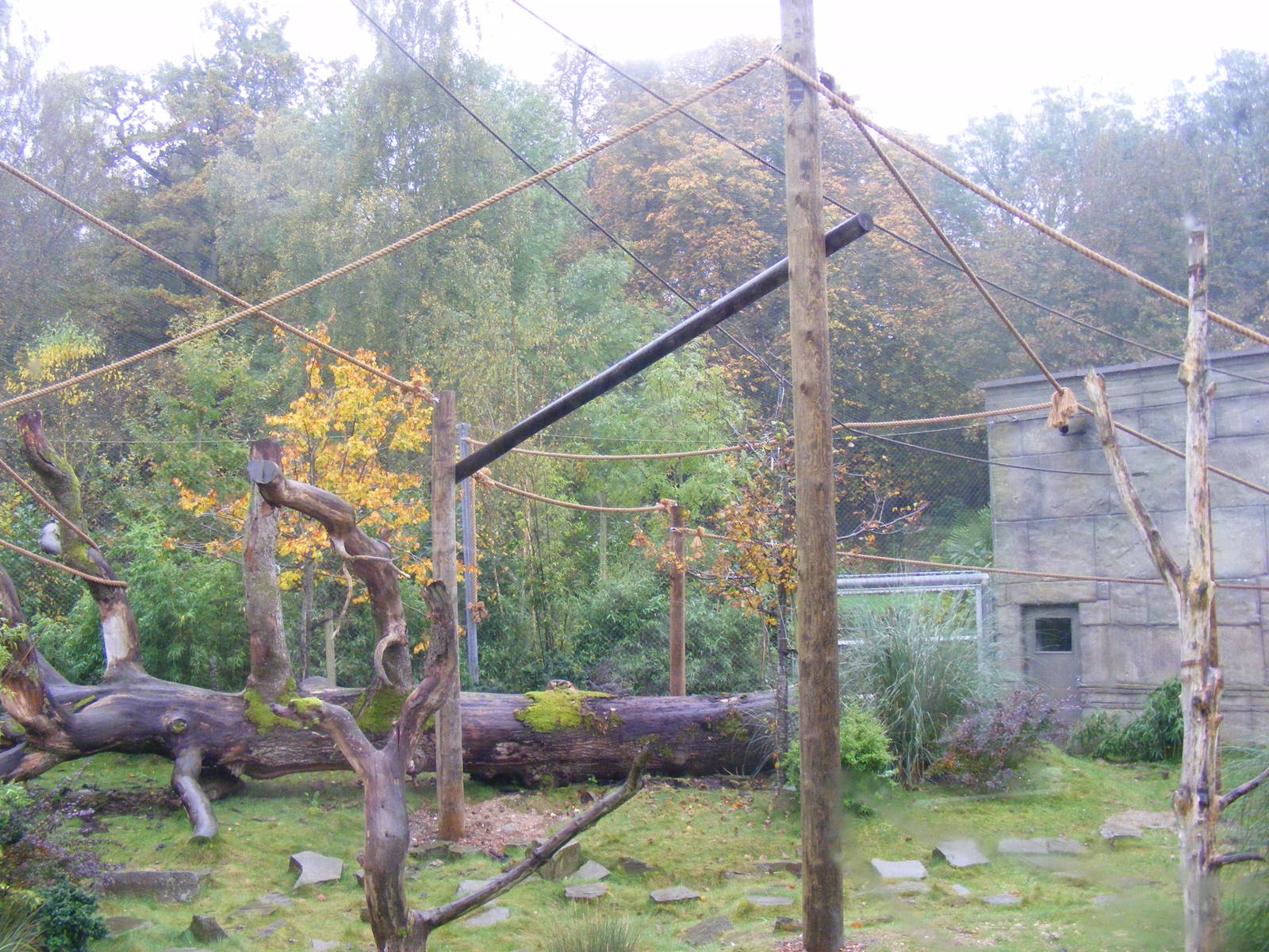 Siamang gibbon enclosure at Marwell Wildlife, 30 October 2011