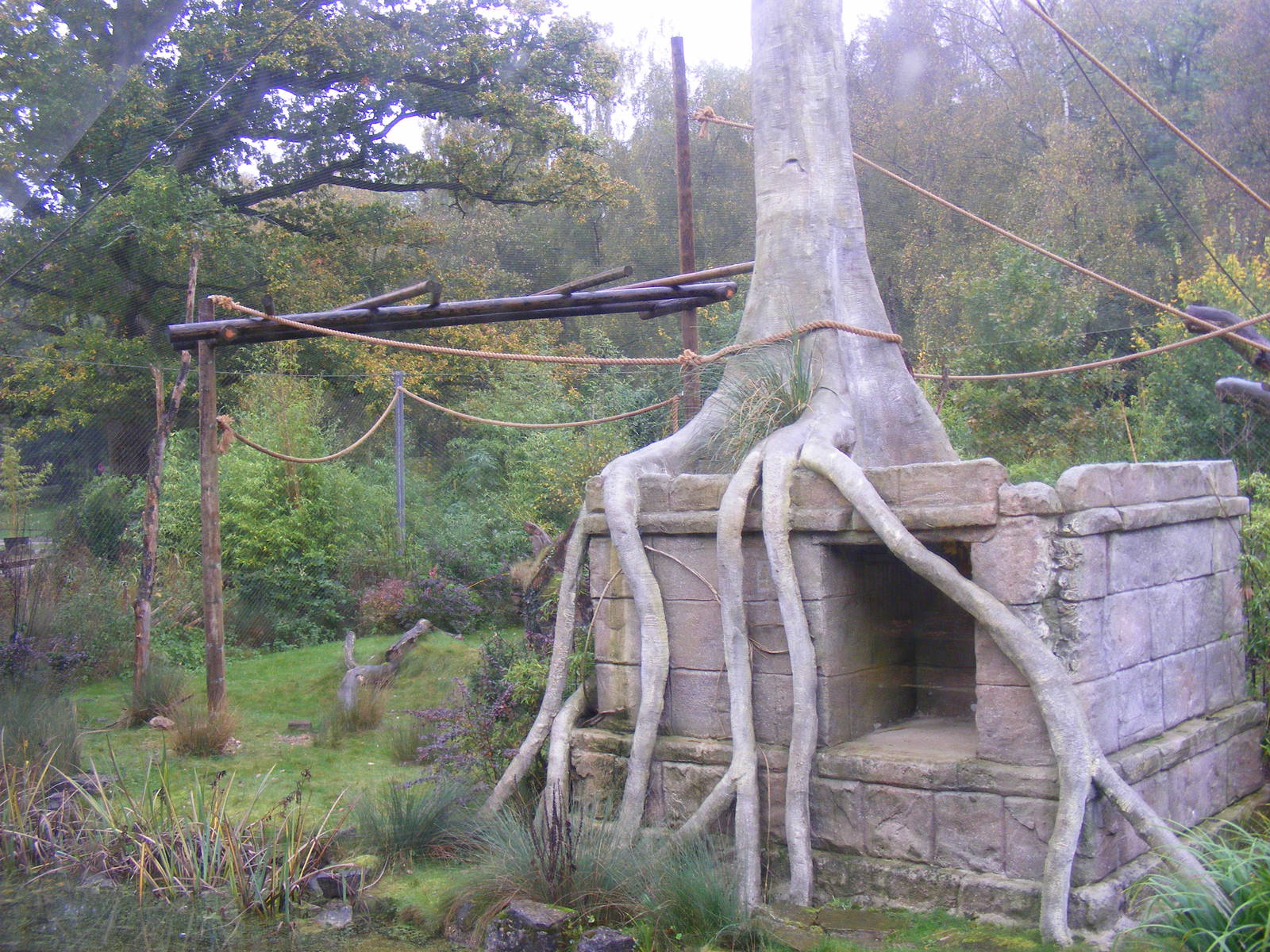 Siamang gibbon enclosure at Marwell Wildlife, 30 October 2011