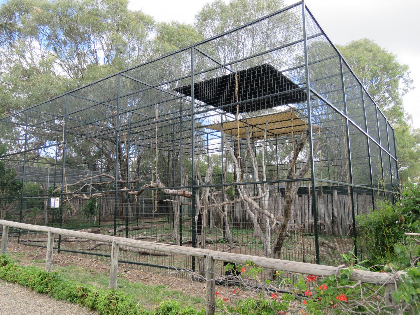 Siamang Gibbon Exhibit