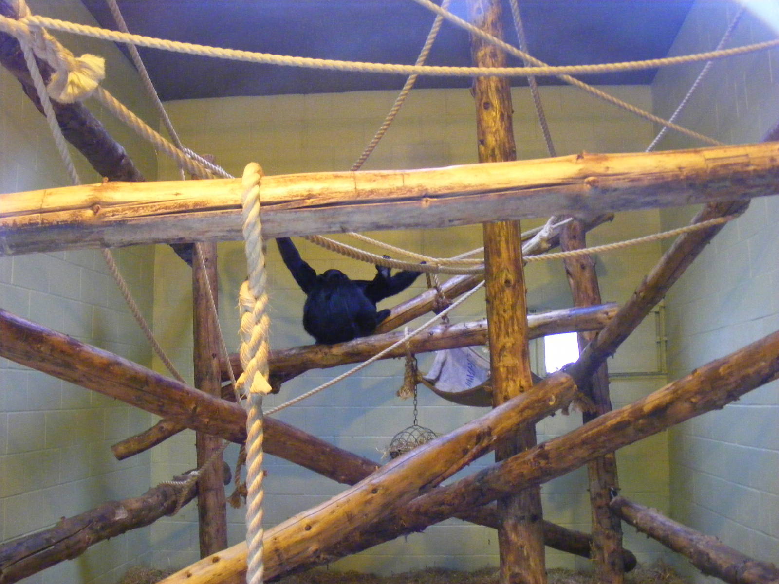 Siamang gibbon indoor housing at Marwell Wildlife, 29 January 2011
