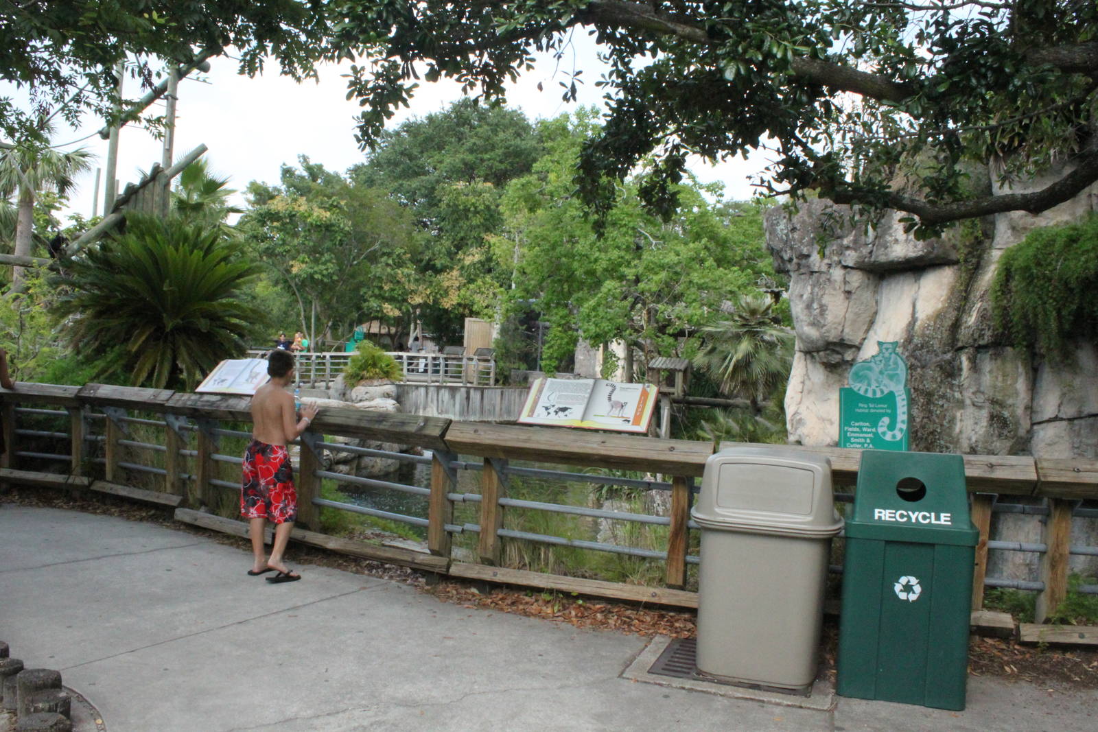 Siamang Gibbon island on left Ring tailed lemur right