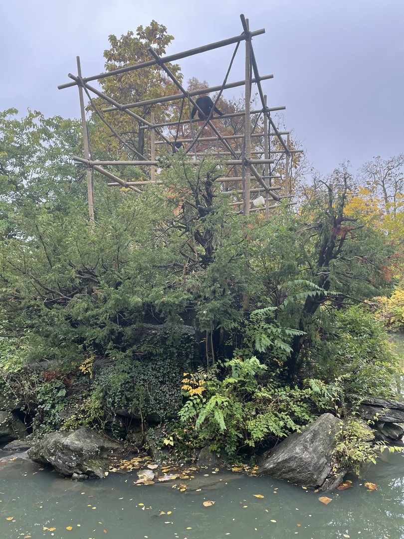 Siamang Gibbon Island