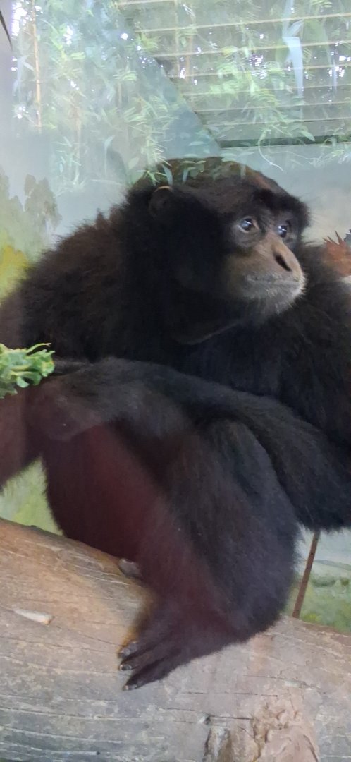 Siamang gibbon looks at something at the pittsburgh zoo