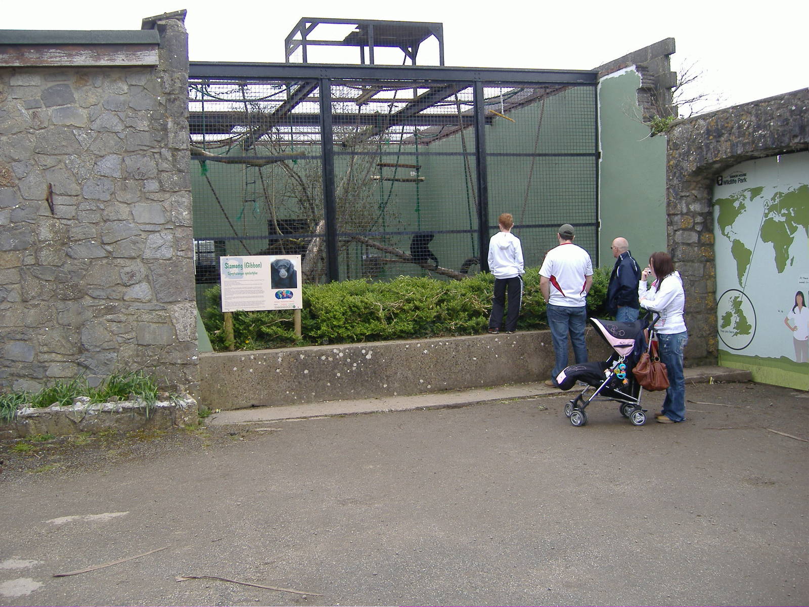 Siamang Gibbon Manor House