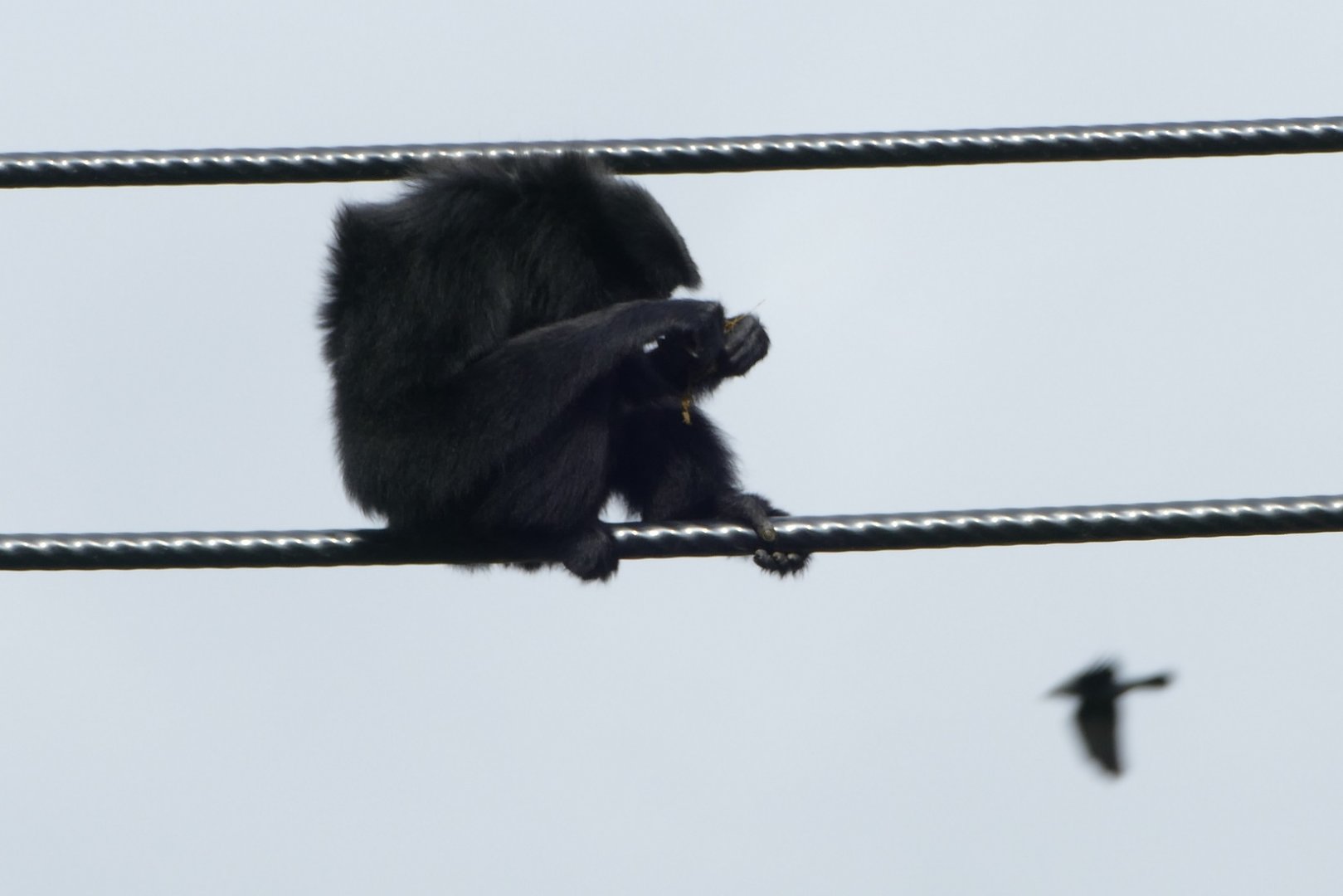 Siamang gibbon, September 2018