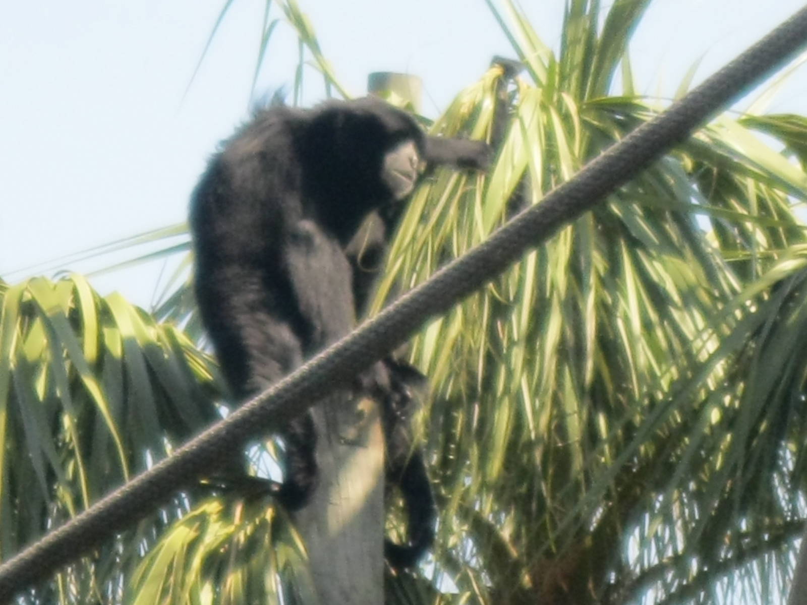 Siamang Gibbon