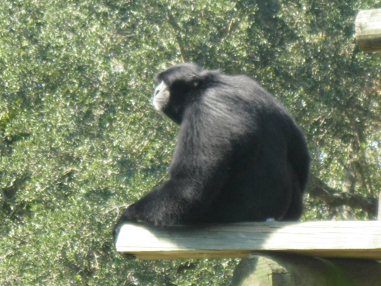 Siamang Gibbon