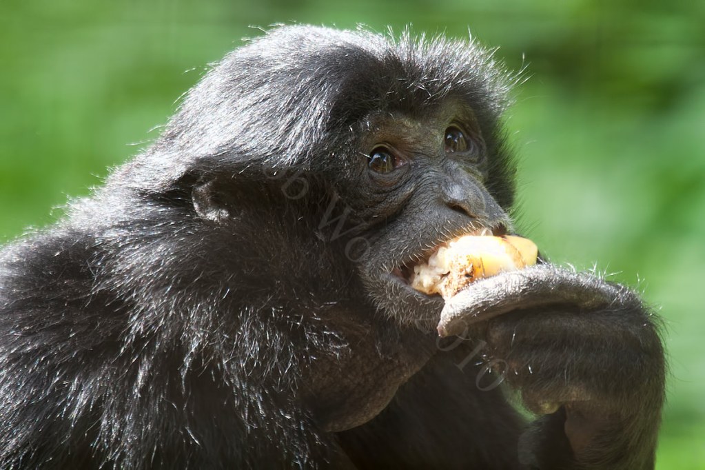 Siamang Gibbon