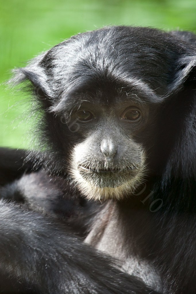 Siamang Gibbon