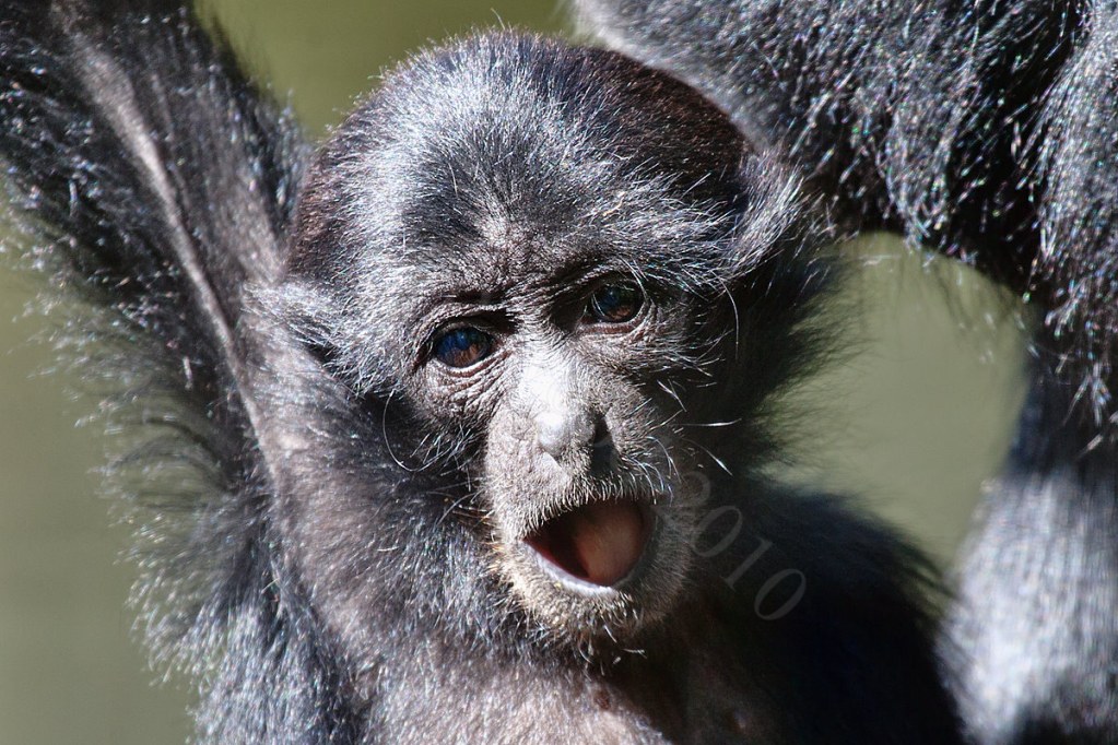Siamang Gibbon
