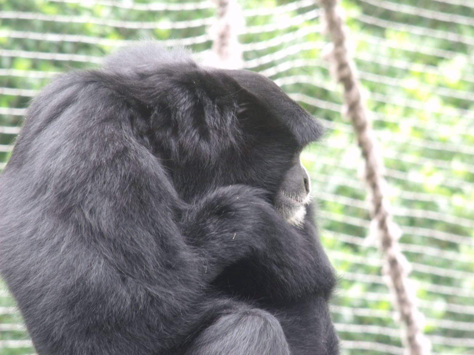 Siamang Gibbon