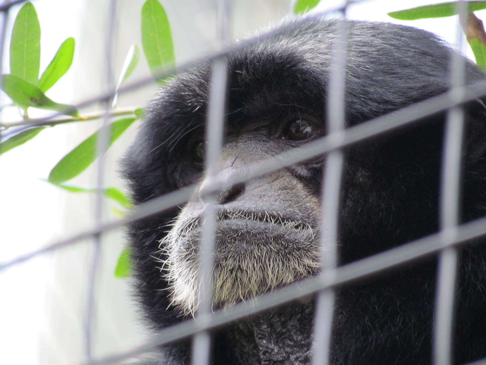 Siamang Gibbon