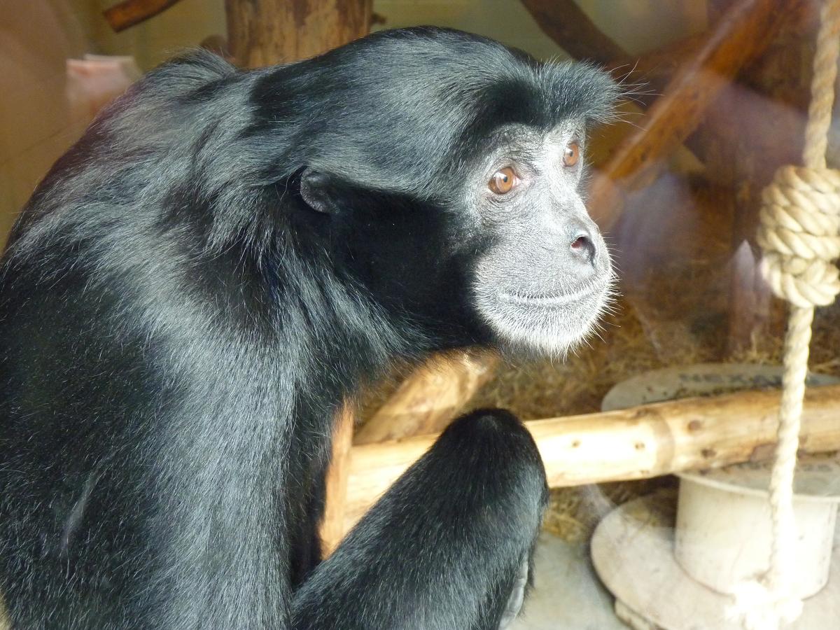 Siamang Gibbon
