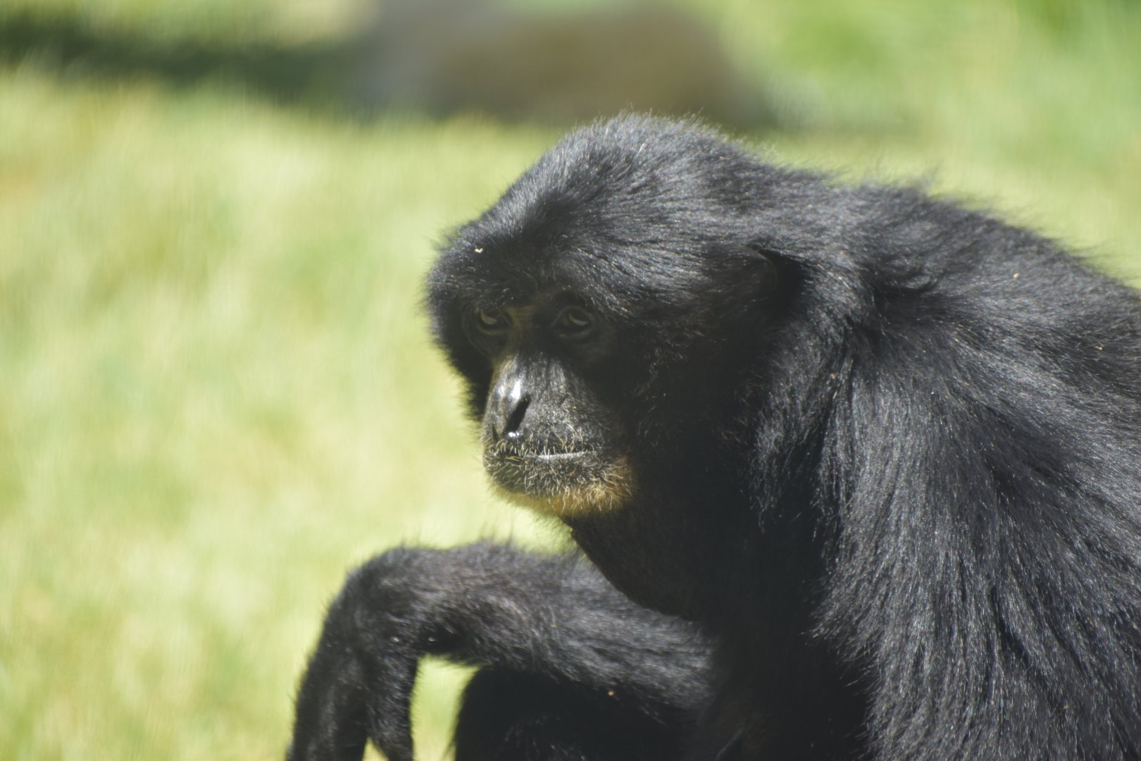 Siamang Gibbon